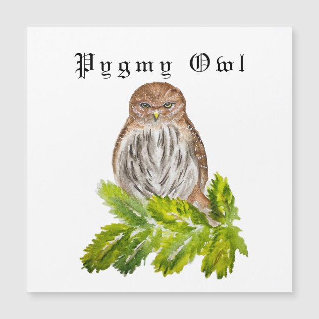 水彩見た白い可愛いカワイフクロウ (正面)