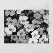 水彩赤い花2 ポストカード (裏面)