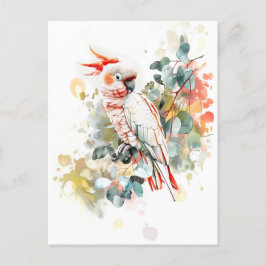 水彩赤帽カカドゥ ポストカード