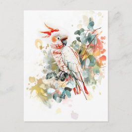 水彩赤帽カカドゥ ポストカード