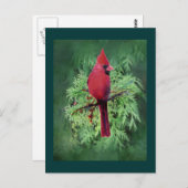 水彩（鳥）ショウジョウコウカンチョウバードシダーツリー自然アート ポストカード (正面/裏面)