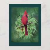 水彩(鳥)ショウジョウコウカンチョウバードシダーツリー自然アート ポストカード (正面)