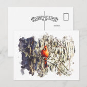 水彩（鳥）ショウジョウコウカンチョウ ポストカード (正面/裏面)