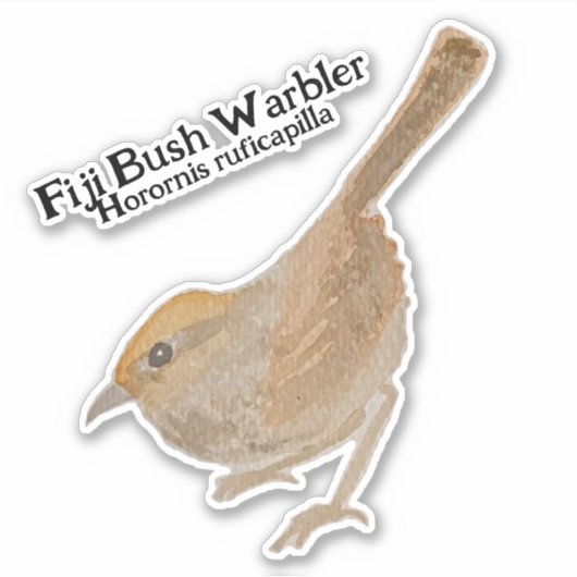 水彩H. ruficapilla Fiji Bush Warbler シール (正面)