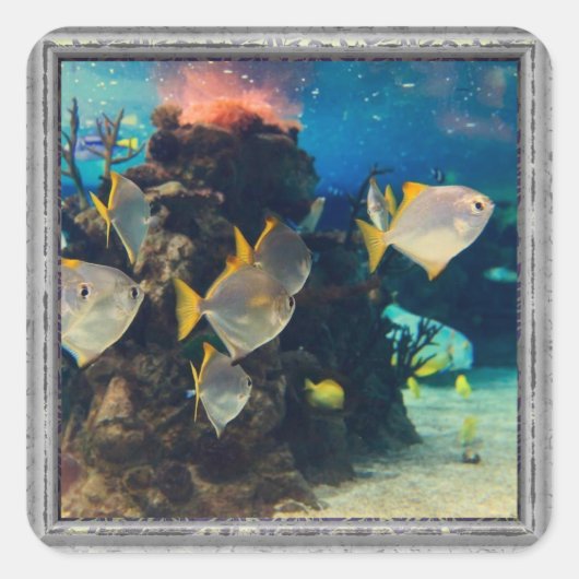 水族館かわいらし魚 スクエアシール (正面)