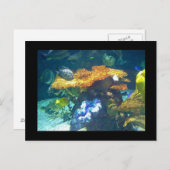 水族館カード ポストカード (正面/裏面)