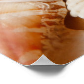 水族館コレクションシーシェル ポスター (角)