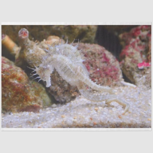 水族館シーホースティッシュペーパー 薄葉紙 (正面)