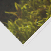 水族館ライオンフィッシュティッシュペーパー 薄葉紙 (詳細)