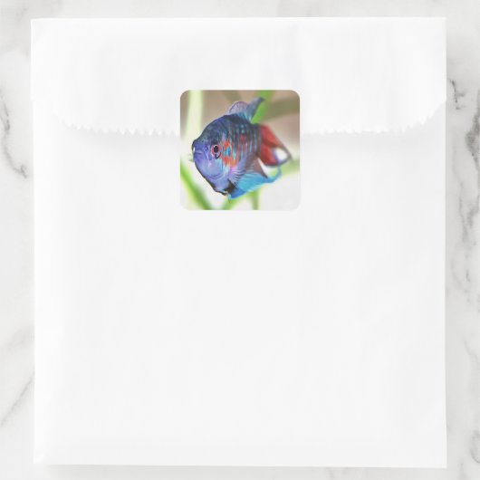 水族館魚 スクエアシール (バッグ)