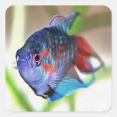 水族館魚 スクエアシール (正面)