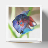 水族館魚 フェイバーボックス (上部)