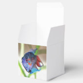 水族館魚 フェイバーボックス (オープン)