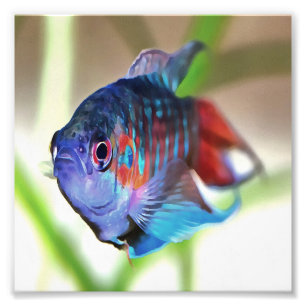 水族館魚 フォトプリント