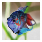 水族館魚 ポスター (正面)