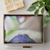 水族館魚 薄葉紙 (ギフト)