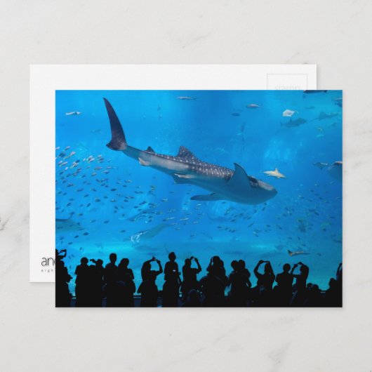 水族館 ポストカード (正面/裏面)