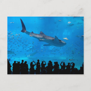 水族館 ポストカード