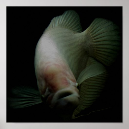 水槽の魚の肖像 ポスター (正面)