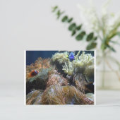 水槽の魚 ポストカード (スタンド正面)