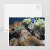 水槽の魚 ポストカード (正面/裏面)