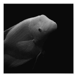 水槽の魚 – 白黒写真 フォトプリント