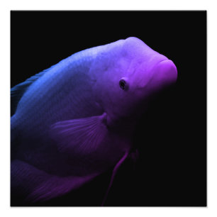 水槽の魚 – Art Photograph フォトプリント
