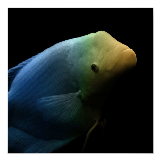 水槽の魚 – Art Photograph ポスター (正面)
