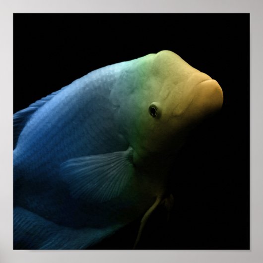 水槽の魚 – Art Photograph ポスター (正面)