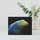 水槽の魚 – Art Photograph ポストカード (スタンド正面)