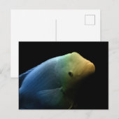 水槽の魚 – Art Photograph ポストカード (正面/裏面)