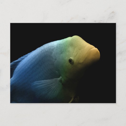 水槽の魚 – Art Photograph ポストカード (正面)