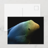 水槽の魚 – Art Photograph ポストカード (正面/裏面)