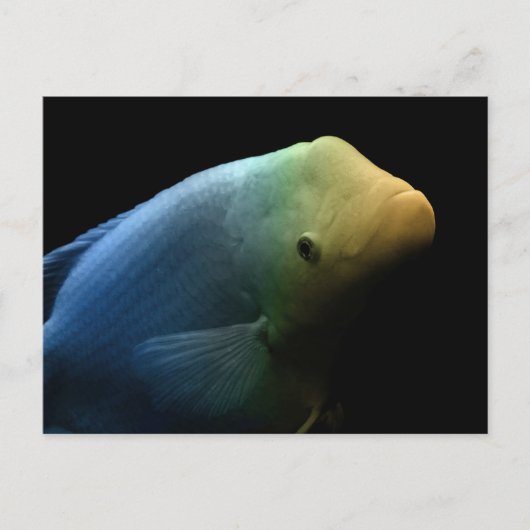 水槽の魚 – Art Photograph ポストカード (正面)