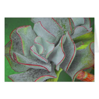 水気が多い植物カード