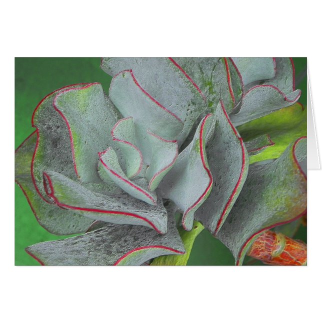 水気が多い植物カード (正面横)