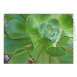 水気が多い美しい… Oxnardカリフォルニア