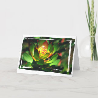 水気が多い芽 カード