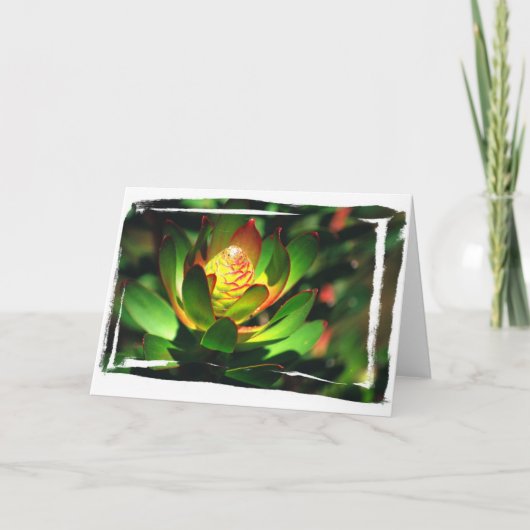 水気が多い芽 カード (正面)