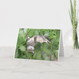 水気が多いBackscratch カード