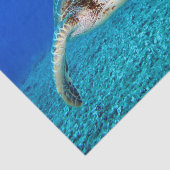 水泳のウミガメ 薄葉紙 (詳細)