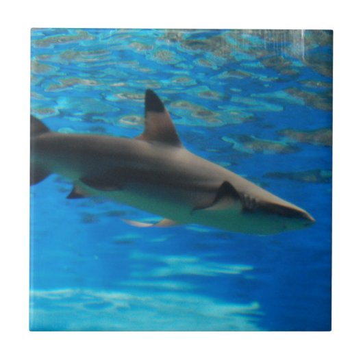 水泳の鮫のタイル タイル (正面)