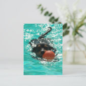 水泳ダックシュント! ポストカード (スタンド正面)