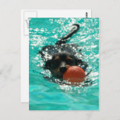 水泳ダックシュント! ポストカード (正面/裏面)