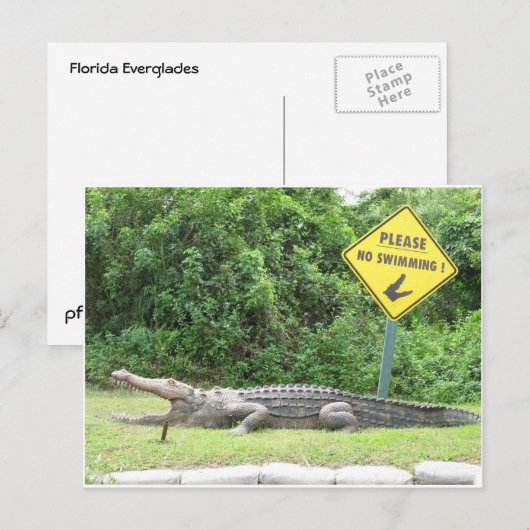 水泳無し! ポストカード (正面/裏面)