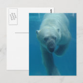 水泳用極熊はがき ポストカード (正面/裏面)