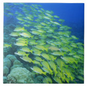 水泳bluelinedタイの学校 タイル (正面)