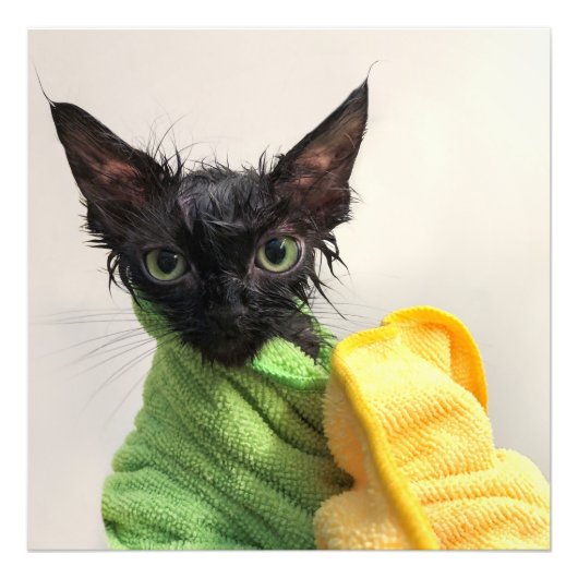 水浴び後のムープ フォトプリント            (正面)