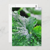 水滴が滴る ポストカード (正面/裏面)