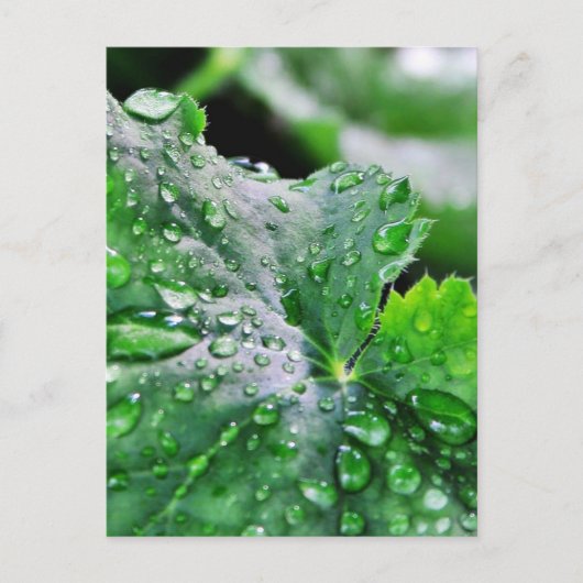 水滴が滴る ポストカード (正面)